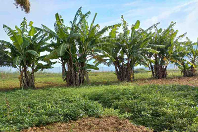 Protection de l'environnement